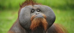 Návštěvnost orangutan