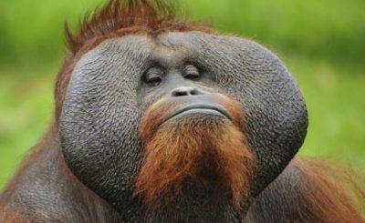 Návštěvnost orangutan